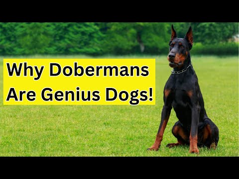 The truth about Dobermans | Intelligent dog breed