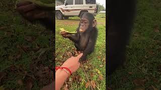 Our rescued #chimpanzee vs avocado 🥑