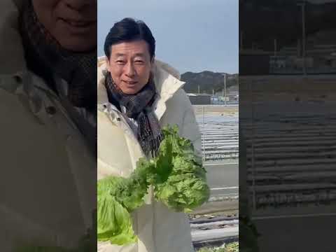 淡路のレタスが出荷シーズンです。甘くて美味しい。青虫の気持ちがわかるような気がします。