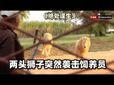 【真实改编】两头狮子突然攻击饲养员，人类毫无抵抗之力，《绝处逢生》纪录片