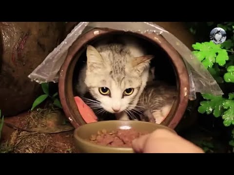 还记得这只流浪猫吗？屋主救助它，猫妈却半夜带娃不告而别#萌宠