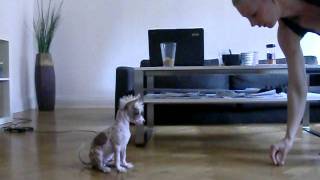 Chinese crested dog - training