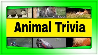 The Animal Trivia Show - 10 Questions About Animals