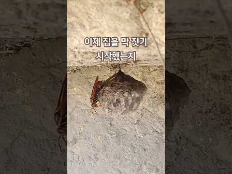 말벌은 아닌거 같은데...