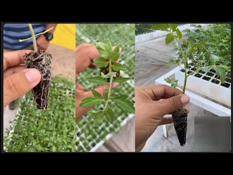 Nutritional Management in Horticultural Seedlings, how to nurture a seedling.