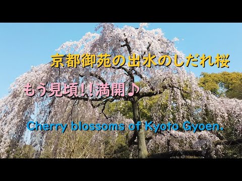 京都御苑の桜、満開の出水のしだれ桜【Cherry blossoms of Kyoto Gyoen.】