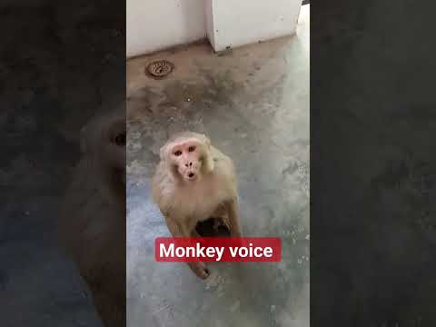 monkey voice 🥹.... #funny #mankey #monkey