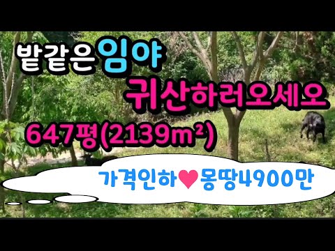 밀양시 상동면 밭같은 임야 가격인하➡️몽땅4900만