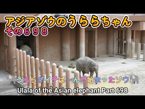 アジアゾウのうららちゃん（６９８）🐘うららがイチば～んで始まったゾウ🐘（東山動植物園）Ulala of the Asian elephant Part 698