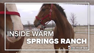 Inside the home of the Budweiser Clydesdale