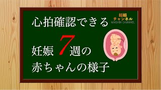 【妊娠7週】心拍確認できた！そんな時の赤ちゃんの様子について