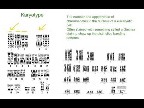 Karyotype