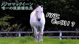 名馬メジロマックイーン 唯一の後継種牡馬に会ってきた！