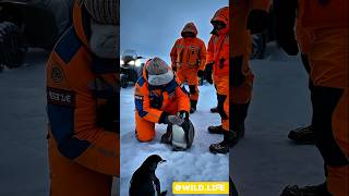 Baby Penguin Reunites with Mother#PenguinRescue#WildlifeStory#AnimalHeroes