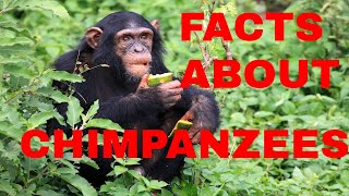 24 Fun Facts About Chimpanzees