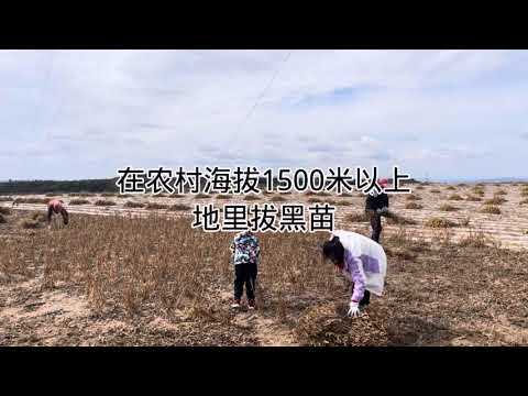 在农村海拔1500米以上，拔黑豆苗Above 1,500 meters above sea level in rural areas, pull out black bean seedlings.