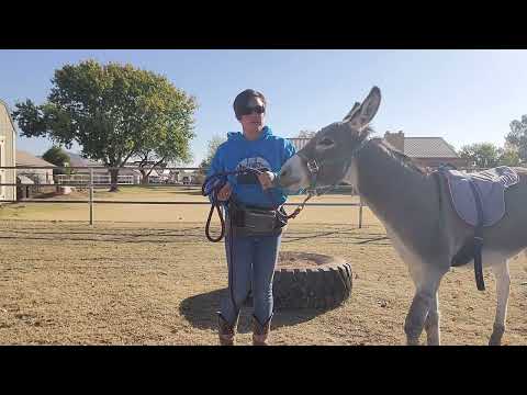 Sancho standing on the tire with bareback pad on