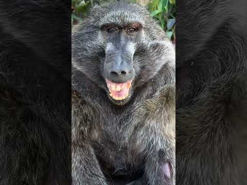 The happiest baboon in the world 🥰😍 #funnyanimals #cuteanimals #happy #animallover #monkey #cute