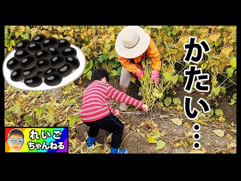 【丹波篠山】黒豆を大量に収穫するれいごくん 丹波の黒豆 黒豆畑 黒豆狩り Vlog