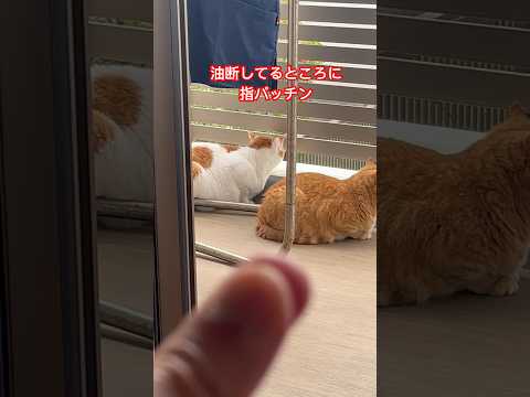 油断してるところに指パッチン#猫動画 #指パッチン #cat