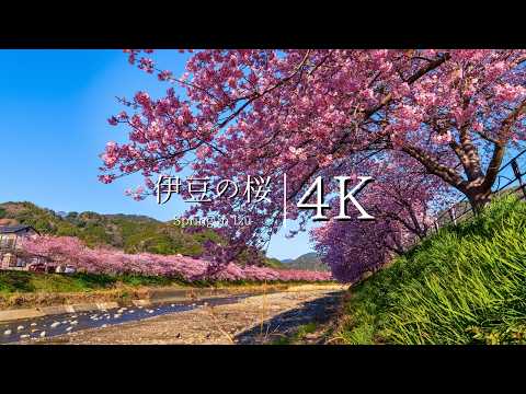 [Heralding spring in Japan] Visit Izu Kawazu Cherry Blossom Festival - JAPAN in 4K