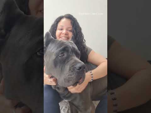 Achilles the Cane Corso #canecorso #canecorsolovers #italianmastiff #largebreed