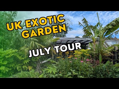 A tour of my UK tropical garden in July