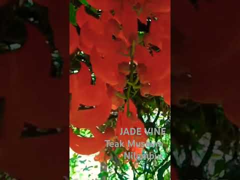 Jade vine ||വേഴാമ്പൽ പൂ #gardening