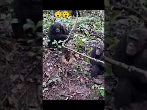 Ape vs Monkey #MonkeyBehavior #PrimateSocialInteractions #AnimalBehaviorStudies #Wildlife