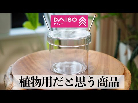 【ダイソー】植物に使える便利な商品【DAISO・観葉・多肉】