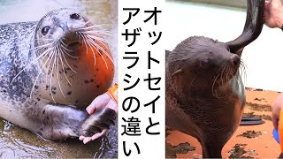 【オットセイとアザラシの違い】どっちもカワイイのは共通♪ Sea Lion & Seal - The Differences