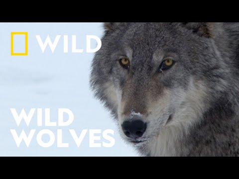 The Wolves of Yellowstone National Park | Unexplored Americas | National Geographic WILD UK