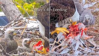 #198🦅Captiva Eagle Nest／Clive💗Connie／Window To Wildlife／Captiva Eagle Cam | 4K PTZ | Connie & Clive