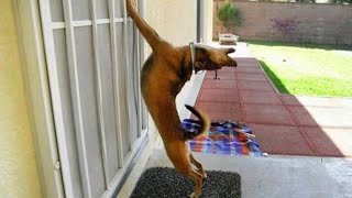 The most DRAMATIC DOG on the planet 🤣🐶 Funny Dog Videos 2024