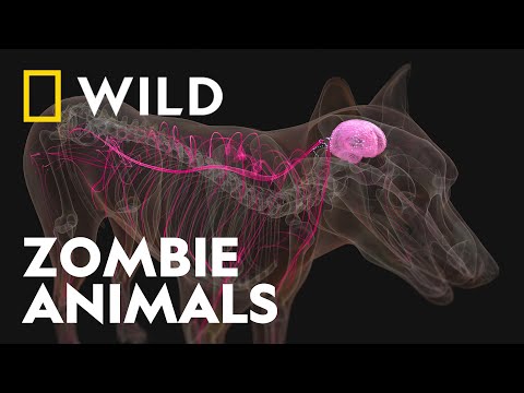 The WILD World of Parasites, Funghi and Viruses | Zombie Animals | National Geographic WILD UK