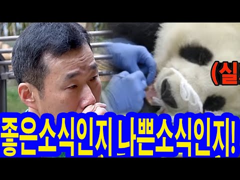 좋은소식인지 나쁜소식인지! SBS는 푸바오가 8월30일 중국 쓰촨성에서 항공을 통해 한국으로 운송될 것이라고 밝혔다.중국은 한국 의료진이 푸바오를 치료할 수 있기를 바라고 있다?!