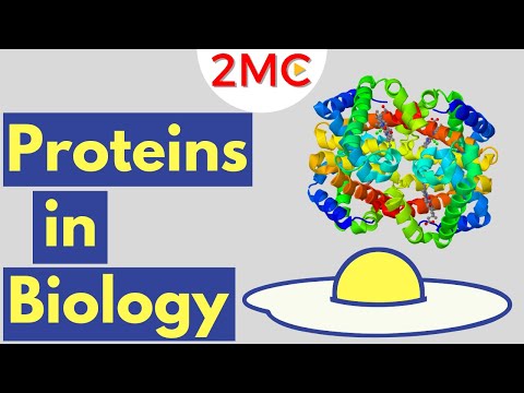 Proteins | Biological Molecules Simplified #2