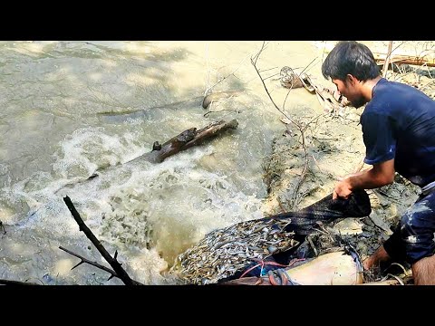 Little Fishes Hunting And Catching By Fishermen | Unbelievable Net Fishing video