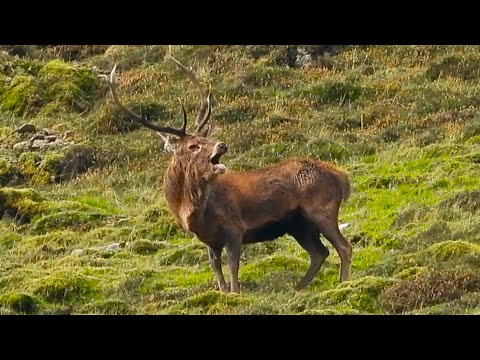 RED DEER RUT 2023 👀 Taking Advantage of The Tired CHAMPION STAG 👀