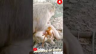 #bandar #trending #viral #animal #2022trends #funny #trending2022 #youtubeshorts #cute