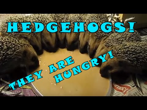 HEDGEHOGS CIRCLE EATING | Cute Pets Family Plate