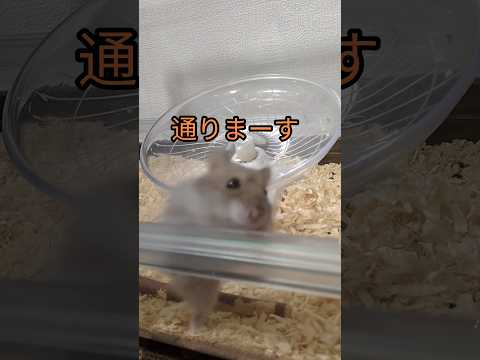 登場の仕方が可愛いハムスター（ピク）#ハムスター #可愛い#癒し#登場#すべる #ペット #hamsters #cute