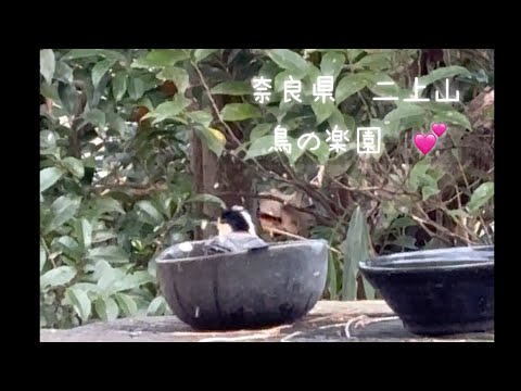 二上山の冬(奈良県) 鳥の楽園見つけたよ💕　2025年1月13日