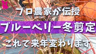 【プロ直伝】ブルーベリーの良い実を成らせる冬剪定を実演！(鉢植え・地植え)