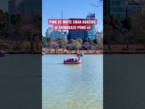 Shinobazu no Ike Pond a perfect place to enjoy boating #amazingjapan #uenopark #boating #japan #swan