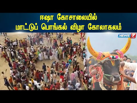 ஈஷா கோசாலையில் மாட்டுப் பொங்கல் விழா கோலாகலம்| Esha Mattu Pongal Celebration|