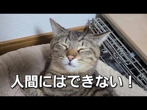 「人間にはできない！猫が驚くほど柔らかい理由とは？」【猫の豆知識】