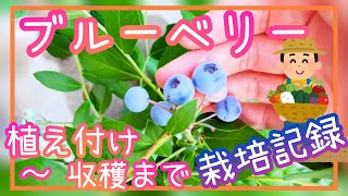 ブルーベリー/植え付けから収穫まで一挙公開/家庭菜園/2023年