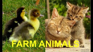 FOR KIDS: Baby animals on the farm, with their natural sounds - cute foals, chicks, calfs, piglets