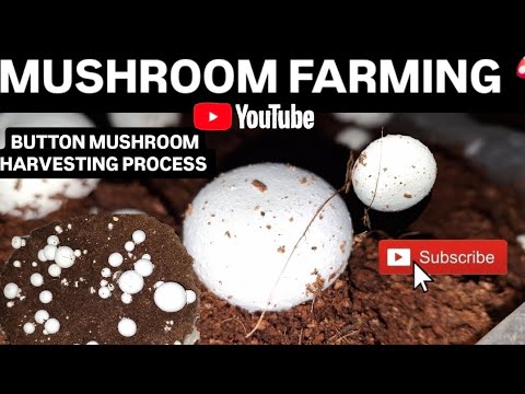 Mushroom farming in India | Button mushroom harvesting full guide | How to grow mushroom in bags